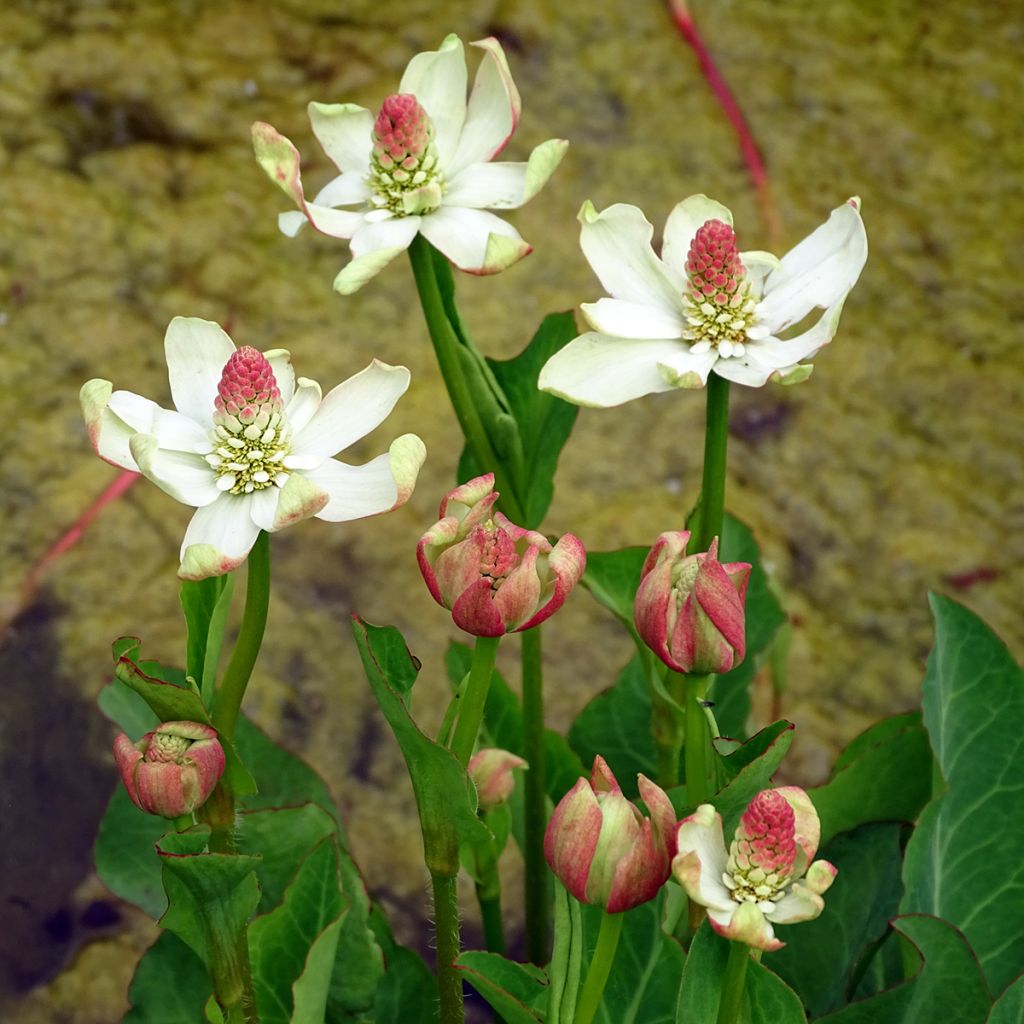 Anemopsis californica