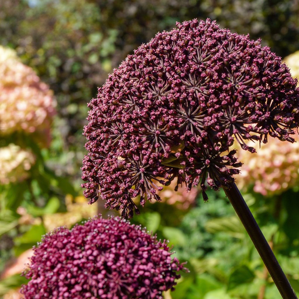 Angelica gigas