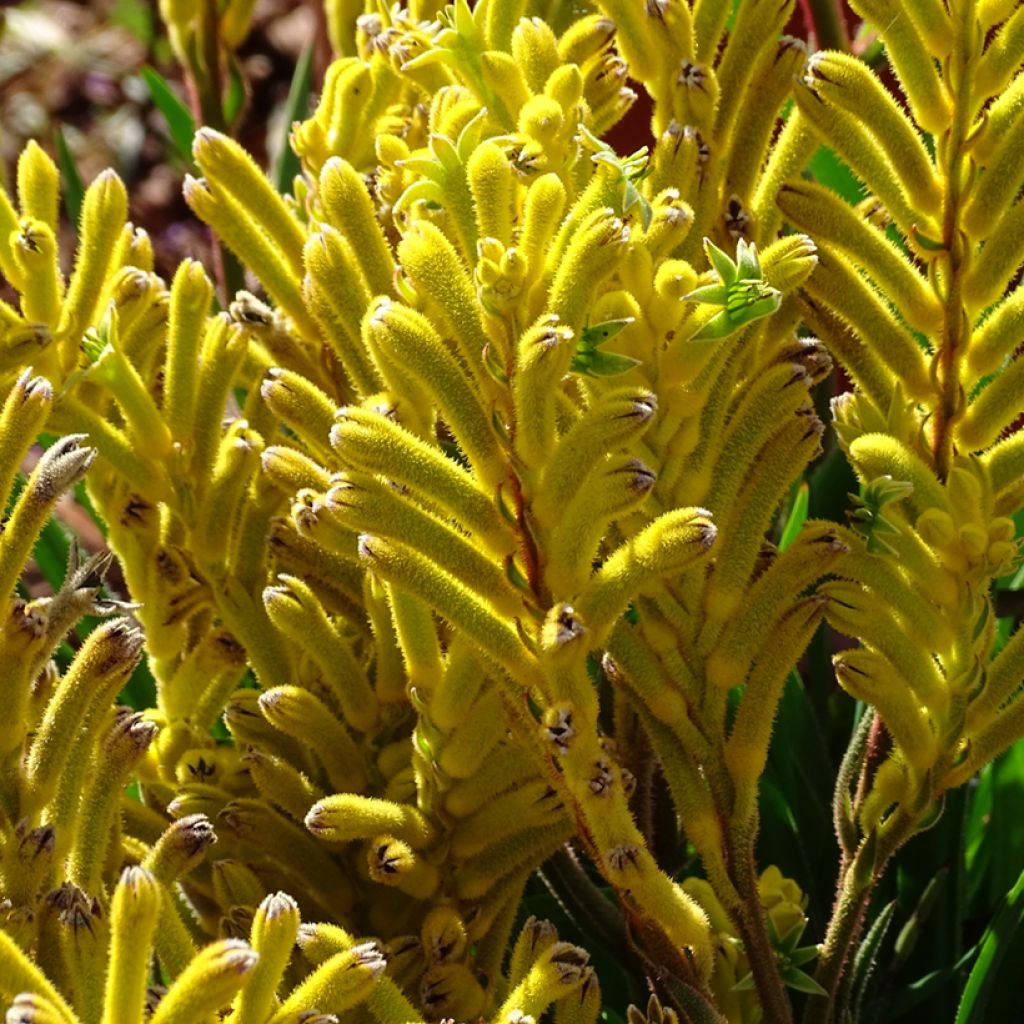 Anigozanthos flavidus Bush Bonanza - Zampe di canguro