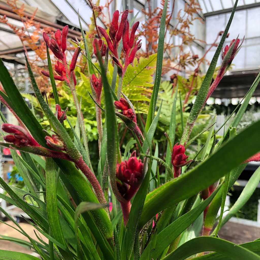 Anigozanthos flavidus Bush Inferno - Zampe di canguro