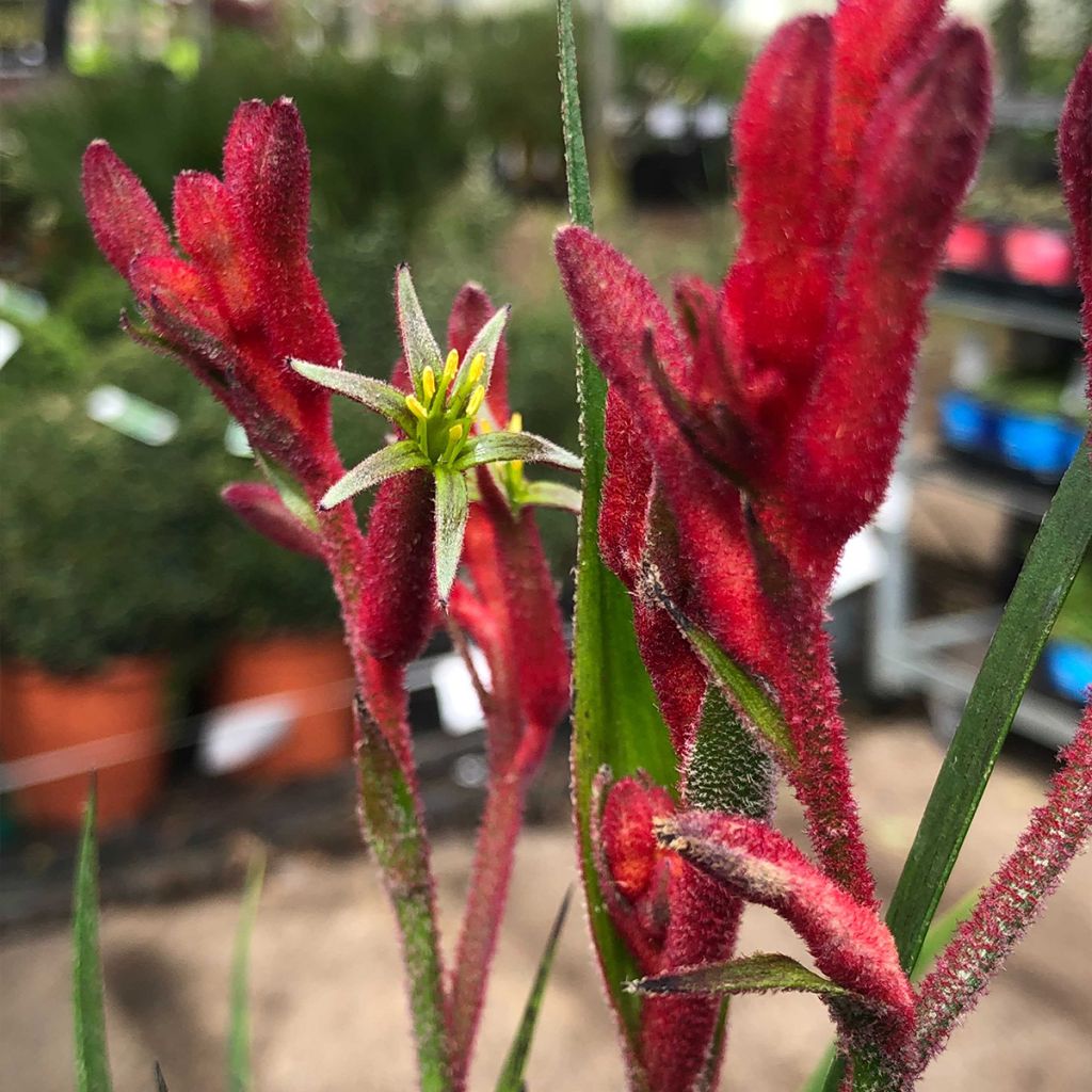Anigozanthos flavidus Bush Inferno - Zampe di canguro