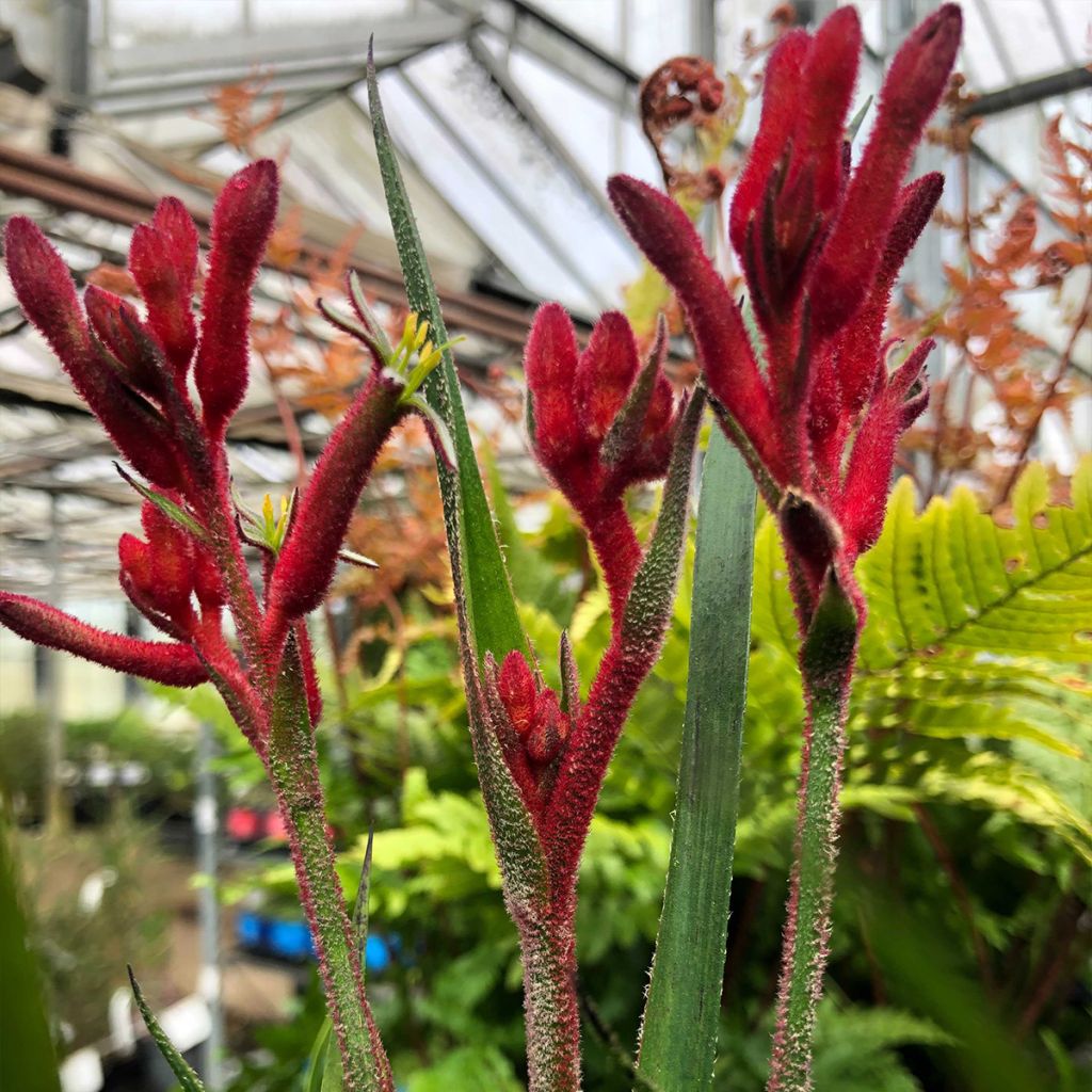 Anigozanthos flavidus Bush Inferno - Zampe di canguro