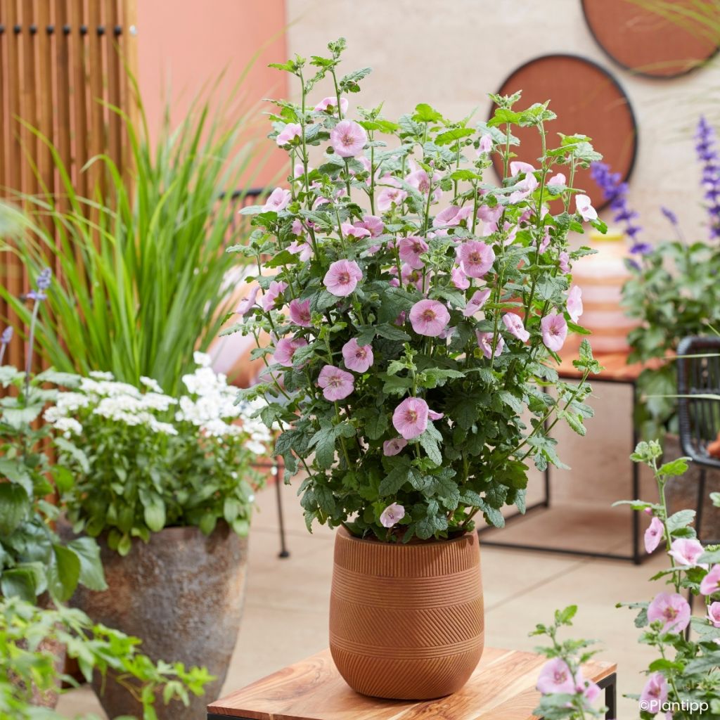 Anisodontea Cotton Candy Pink - Malva del Capo