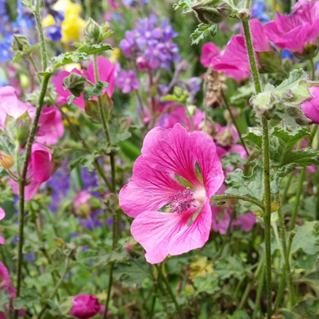 Anisodontea capensis El Rayo - Malva del Capo