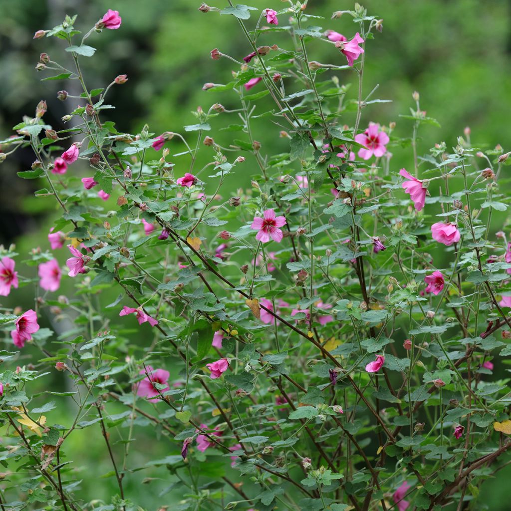 Anisodontea capensis El Rayo - Malva del Capo