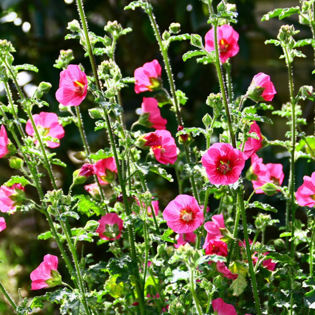 Anisodontea capensis El Rayo - Malva del Capo