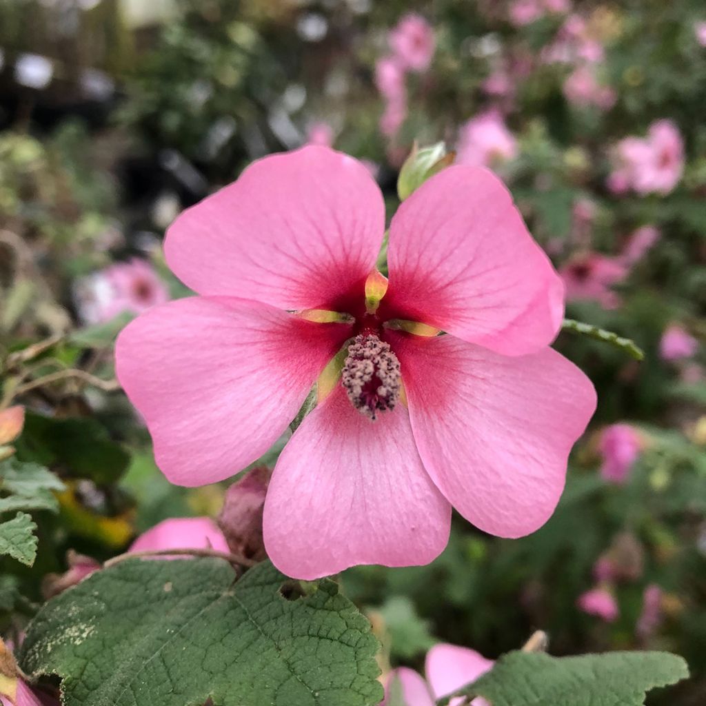 Anisodontea capensis El Rayo - Malva del Capo