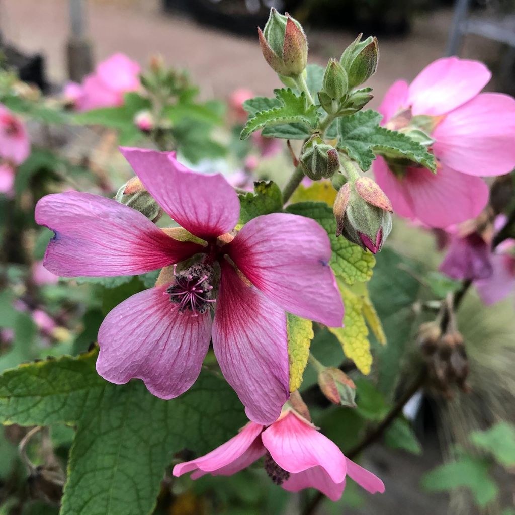 Anisodontea capensis El Rayo - Malva del Capo