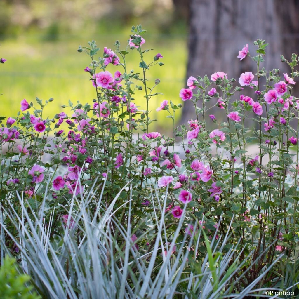 Anisodontea Carnival Lights Celebration - Malva del Capo