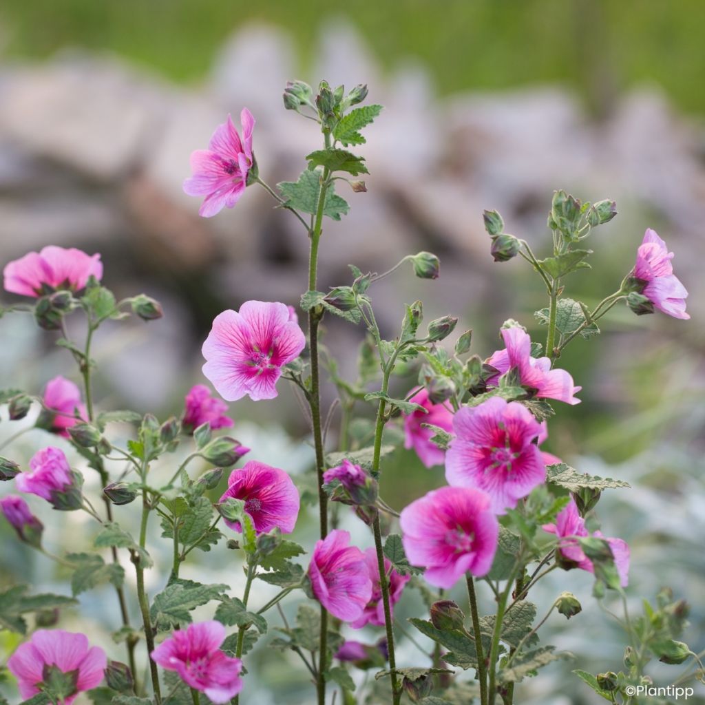 Anisodontea Carnival Lights Celebration - Malva del Capo