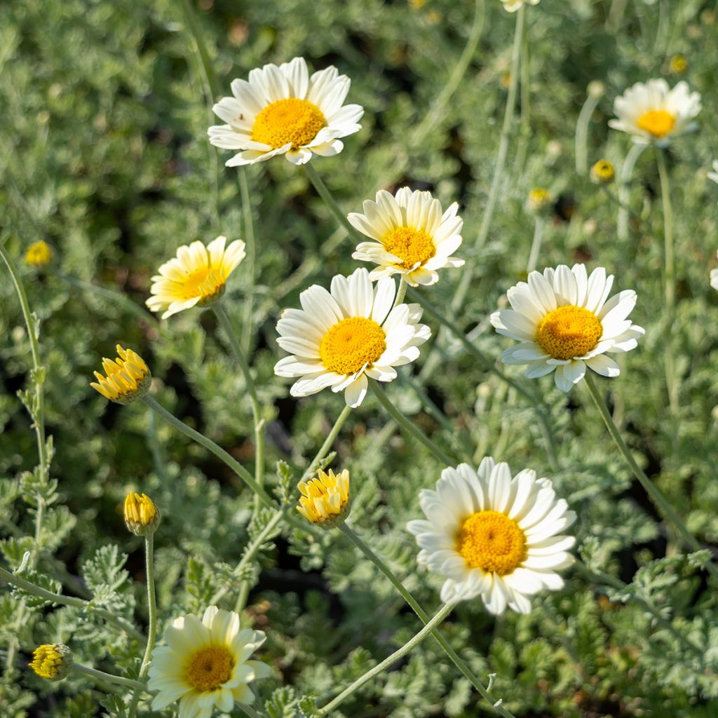 Anthemis tinctoria Sauce Hollandaise - Camomilla dei tintori