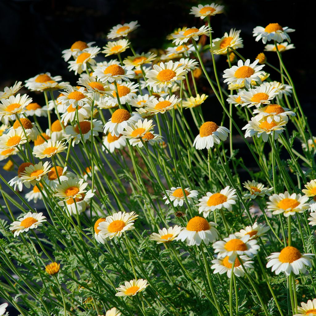 Anthemis tinctoria Sauce Hollandaise - Camomilla dei tintori
