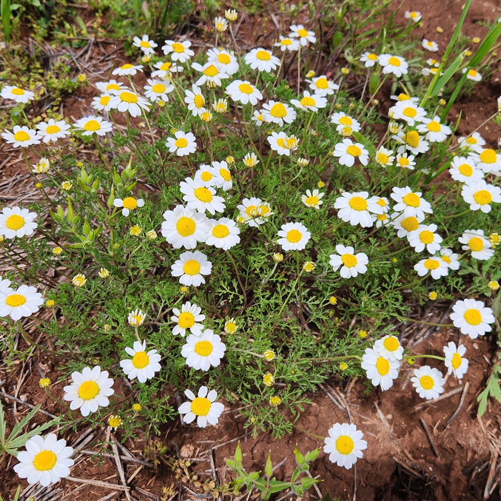 Anthemis cretica