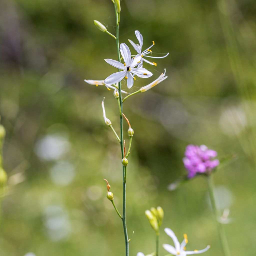 Anthericum liliago - Lilioasfodelo maggiore