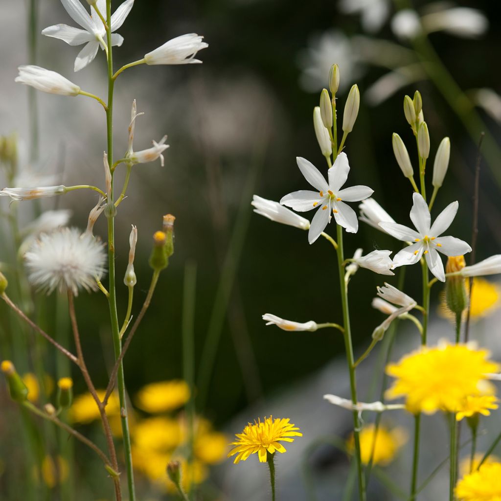 Anthericum liliago - Lilioasfodelo maggiore