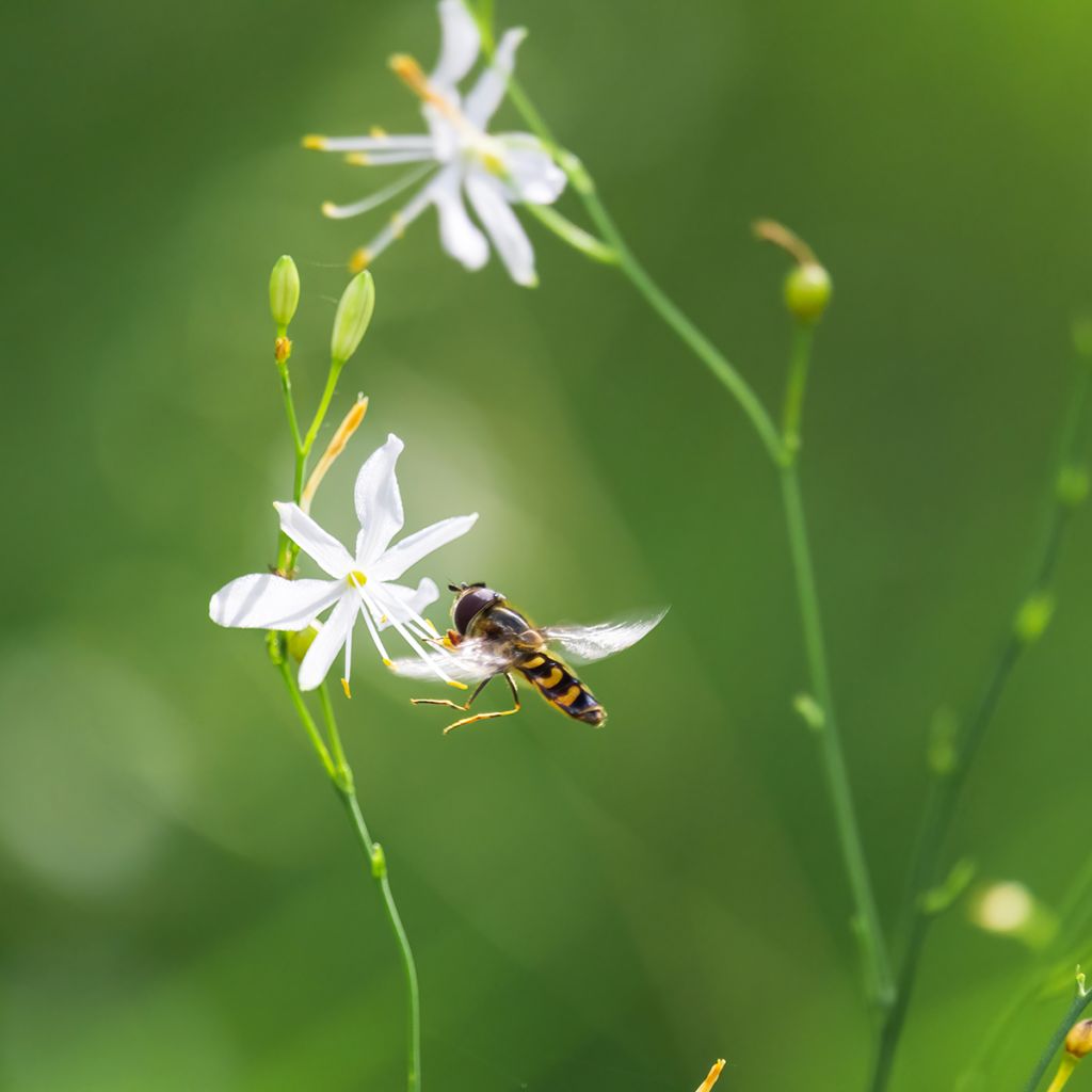 Anthericum liliago - Lilioasfodelo maggiore