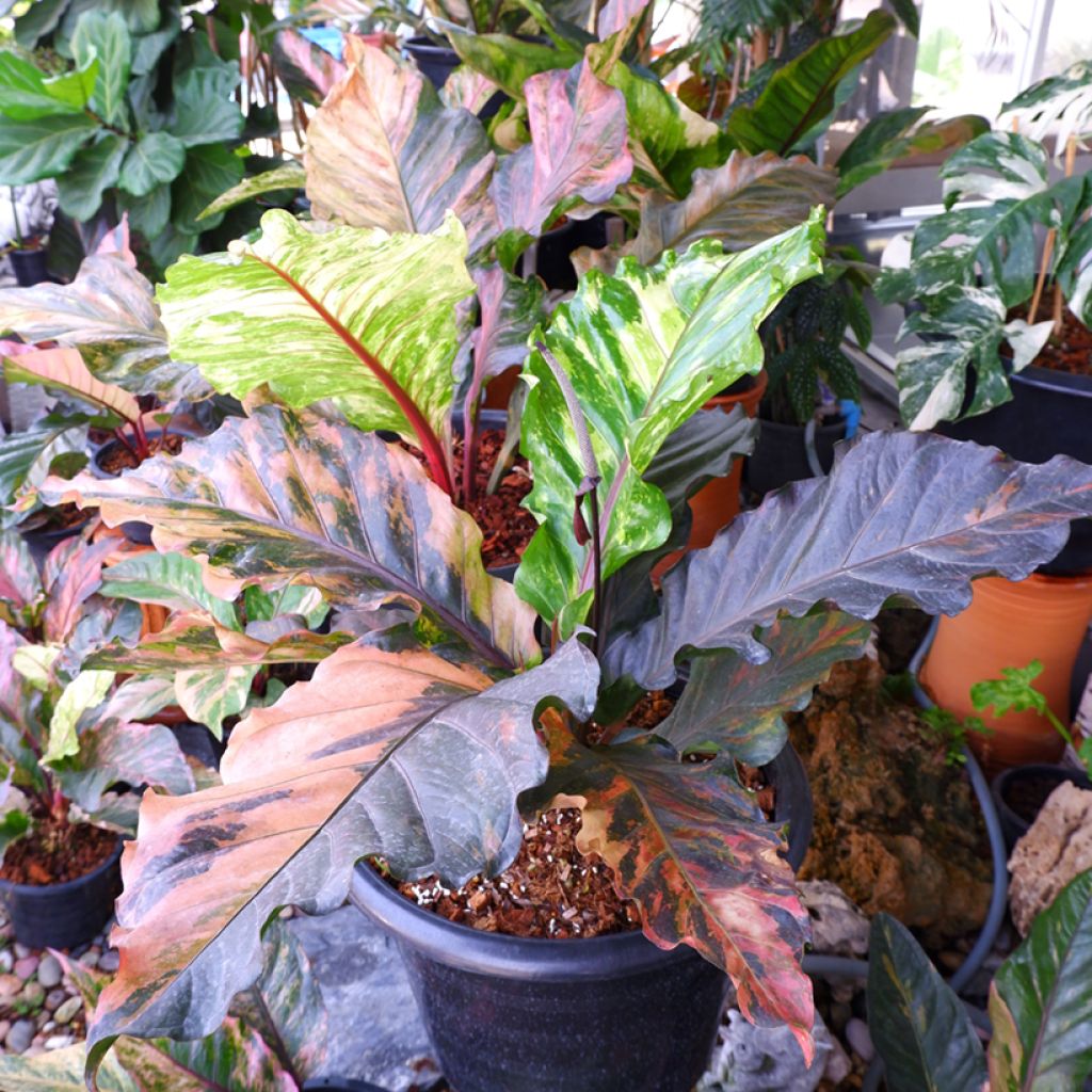 Anthurium Renaissance Variegata