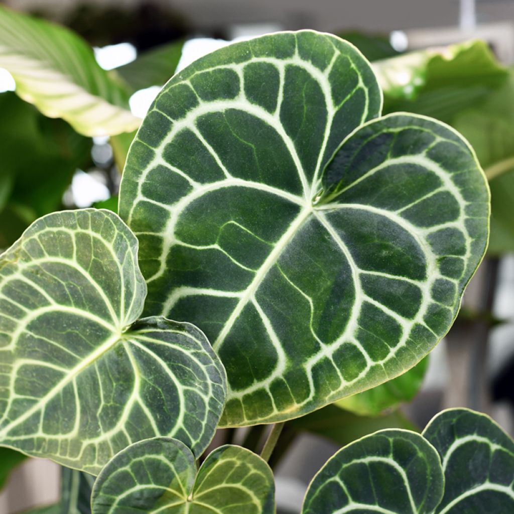 Anthurium clarinervium