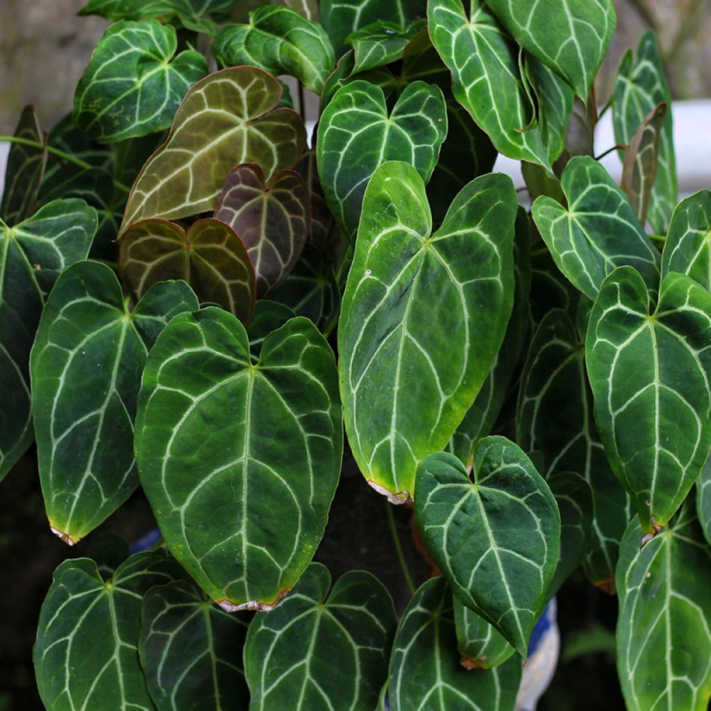 Anthurium crystallinum