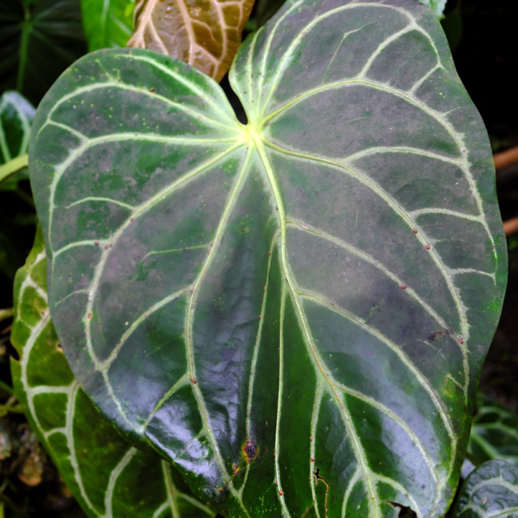 Anthurium crystallinum