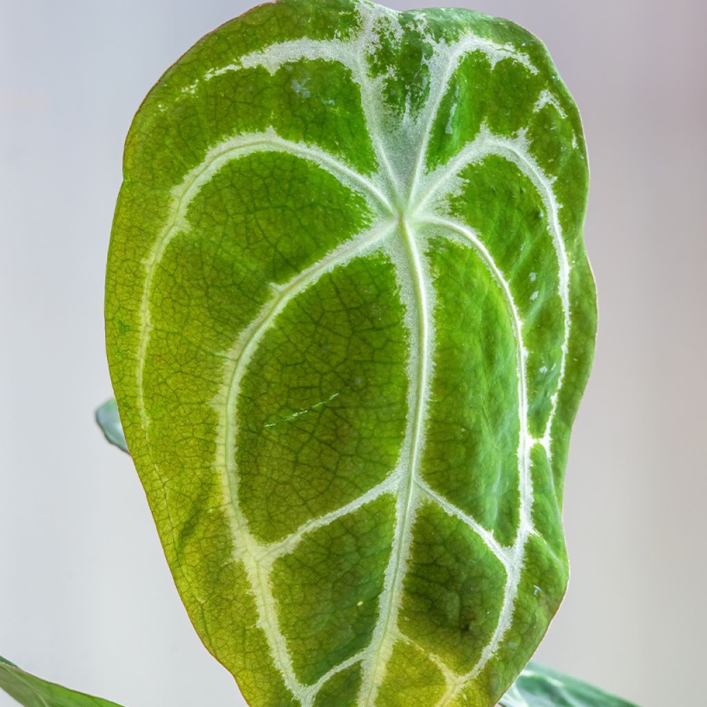 Anthurium forgetii