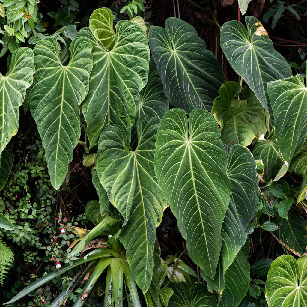 Anthurium villenaorum