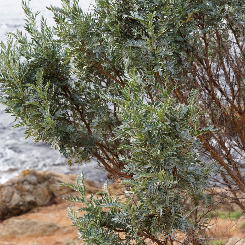 Anthyllis barba-jovis - Barba di Giove