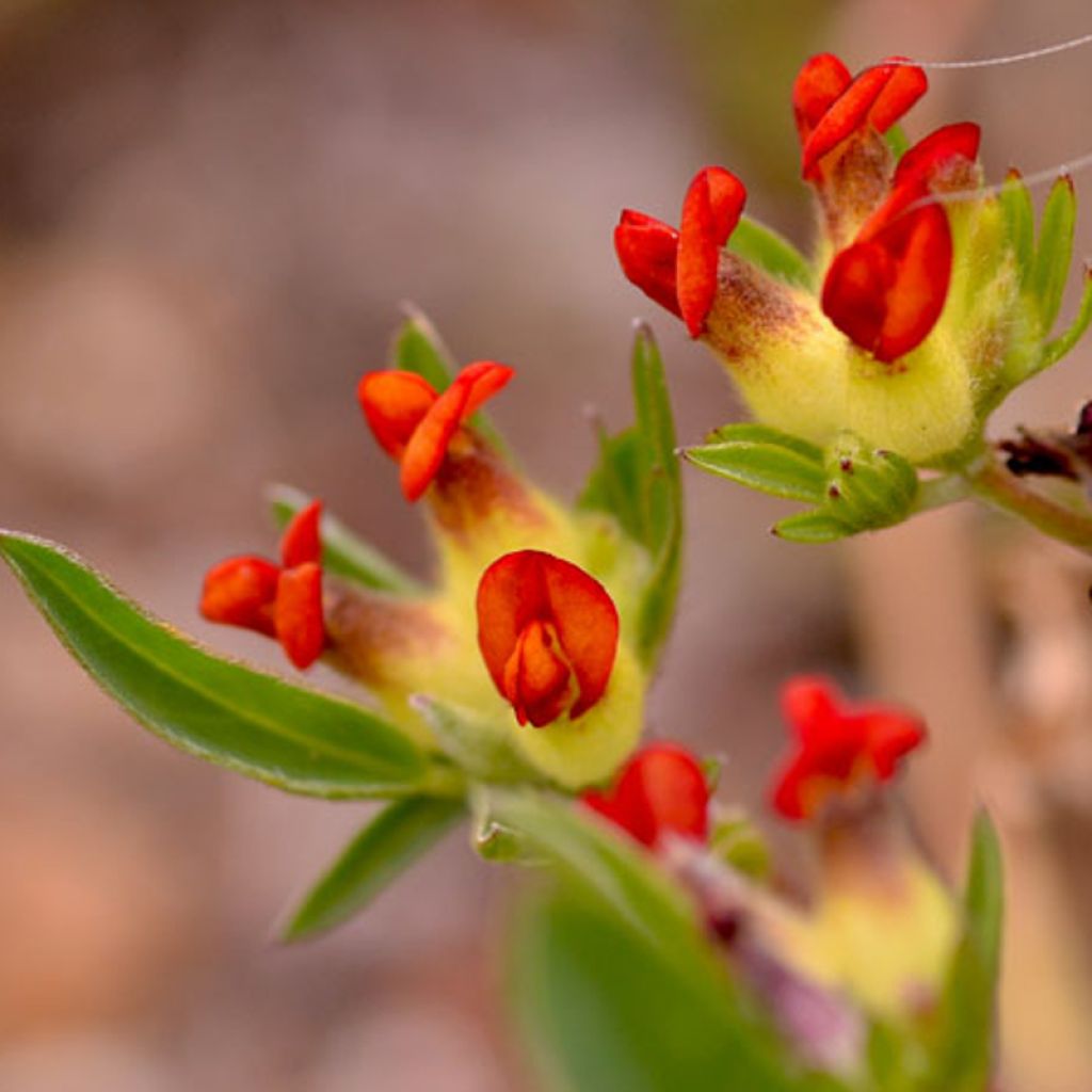 Anthyllis vulneraria var. coccinea - Vulneraria comune