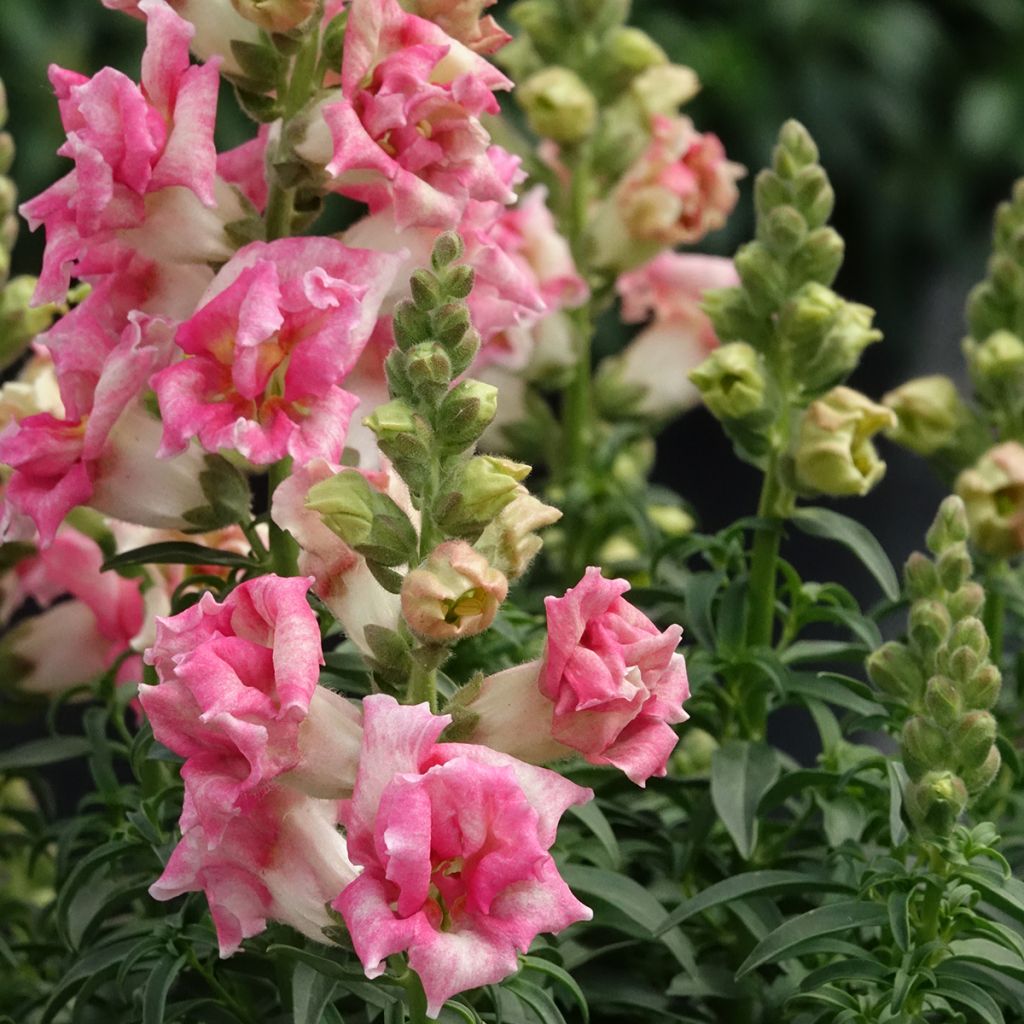 Bocca di leone Sweet Duet Appleblossom