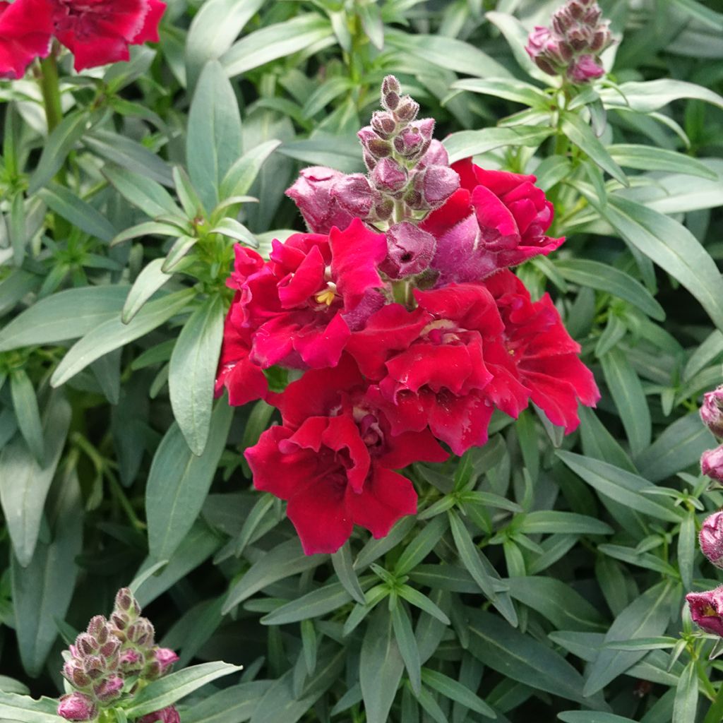 Bocca di leone Sweet Duet Deep Red