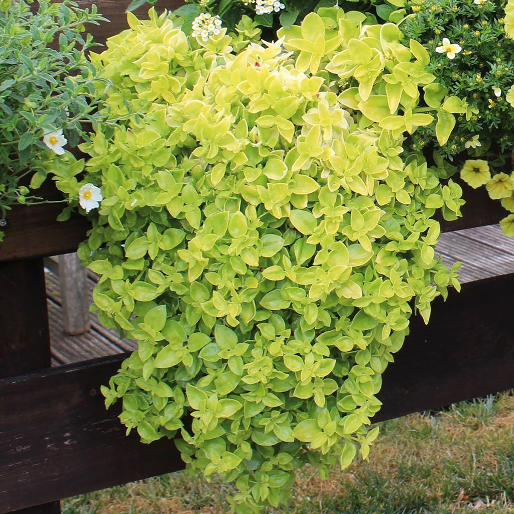 Aptenia cordifolia Golden Cascade