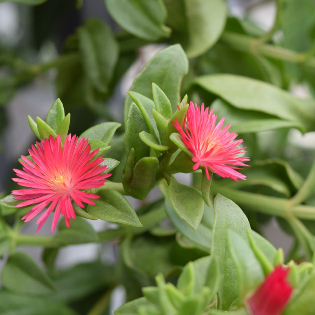 Aptenia cordifolia - Ficoide ou Apténie à feuilles en coeur