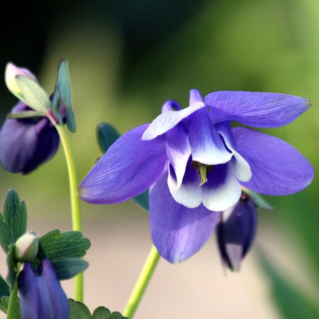Aquilegia flabellata Cameo Blue and White