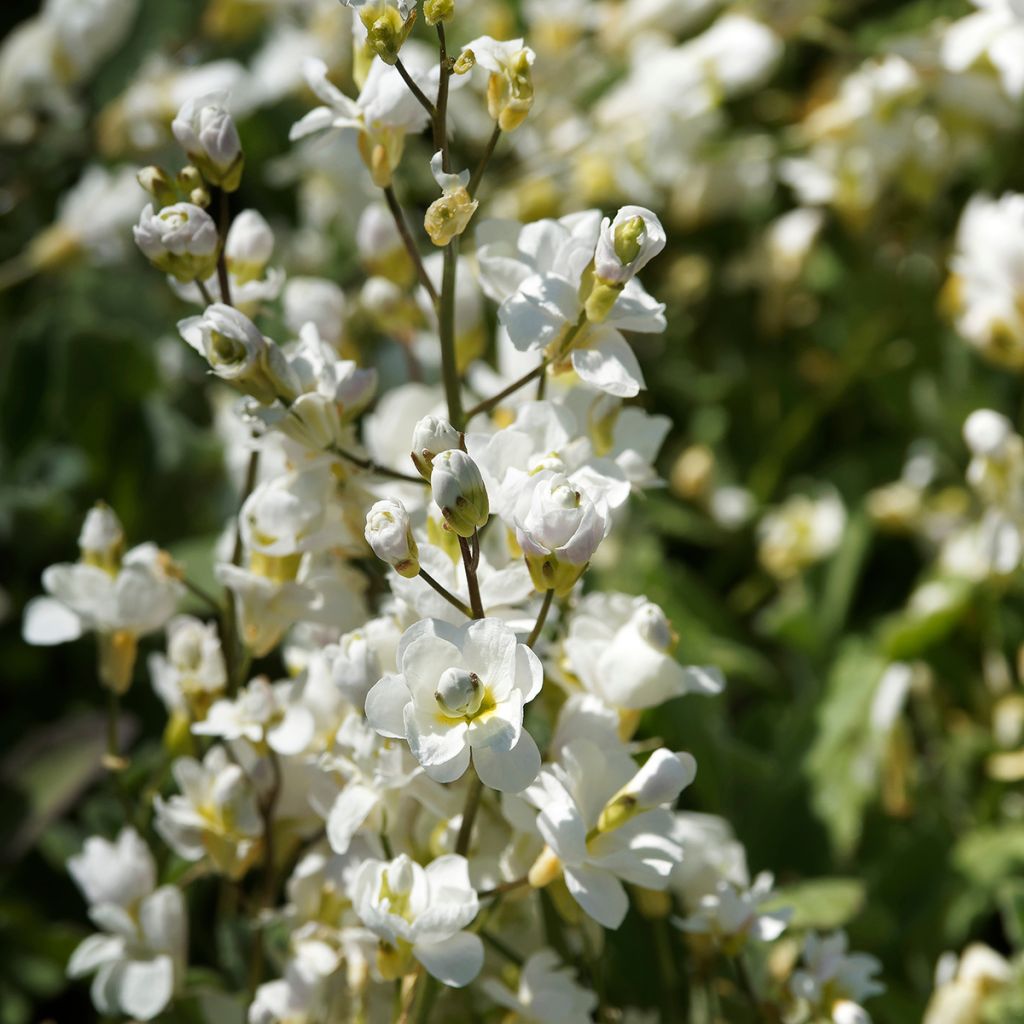 Arabis caucasica Plena