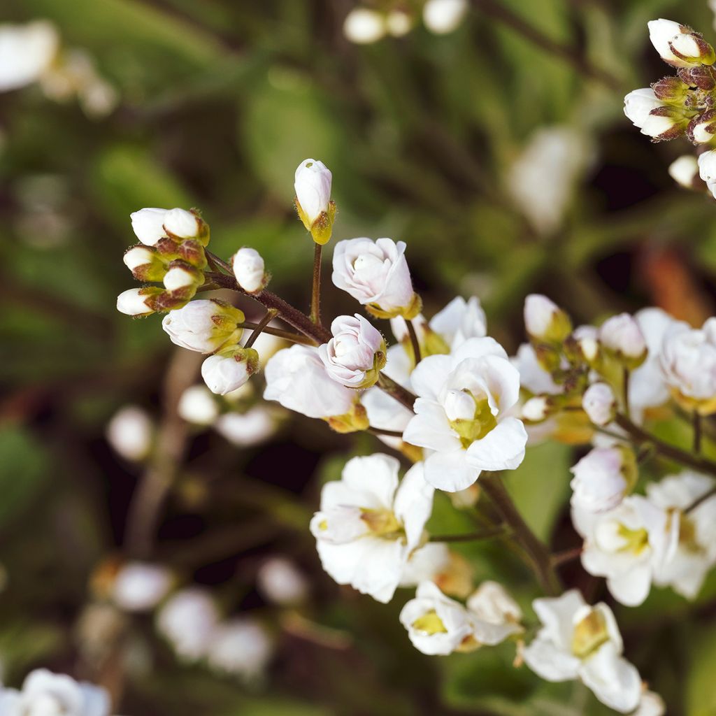 Arabis caucasica Plena