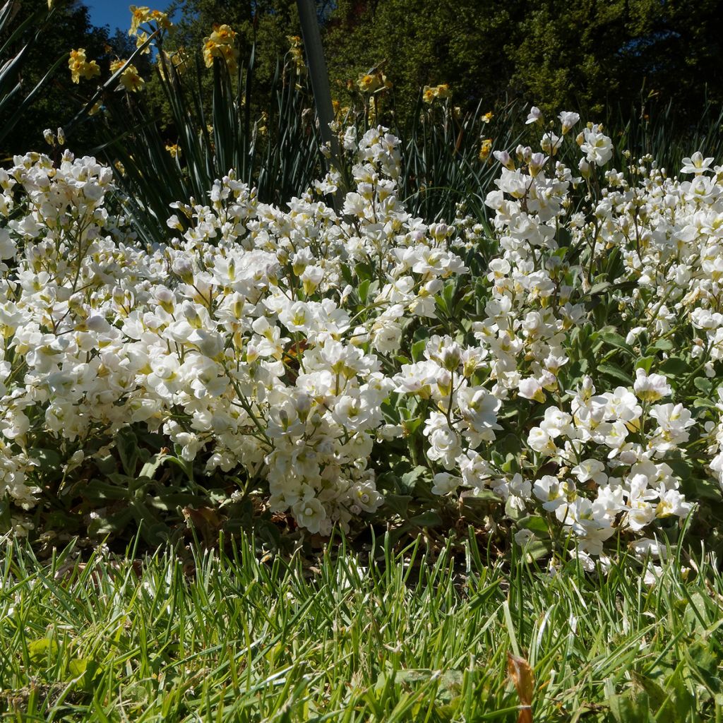 Arabis caucasica Plena