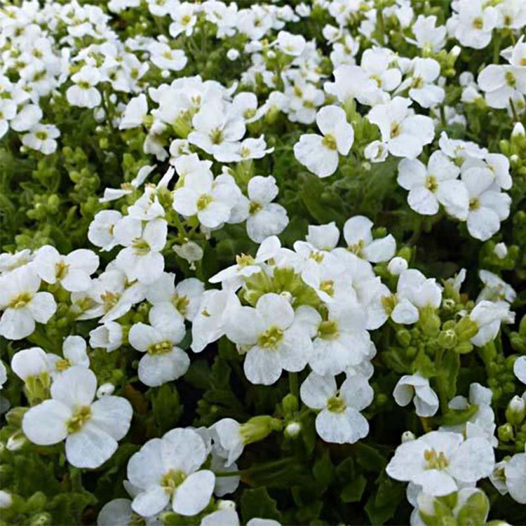 Arabis caucasica Snowcap
