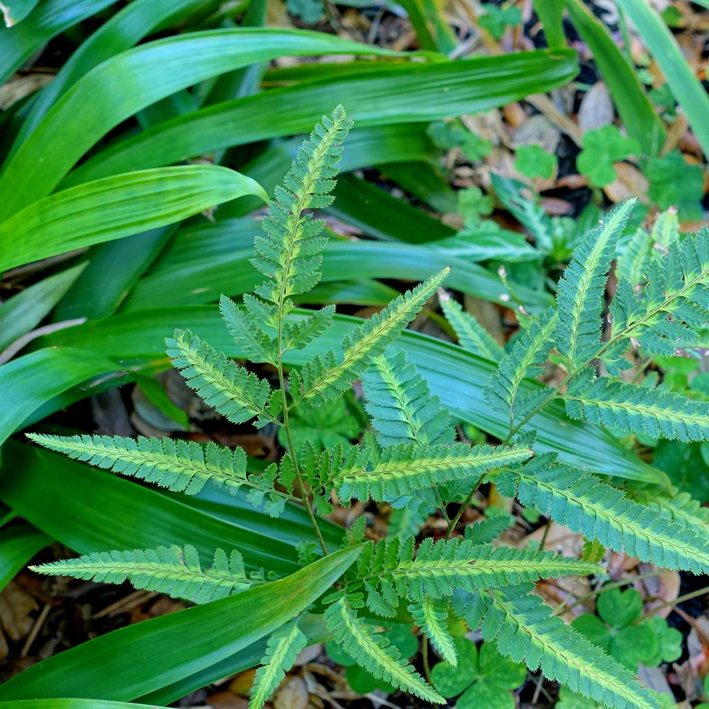 Arachniodes simplicior - Felce