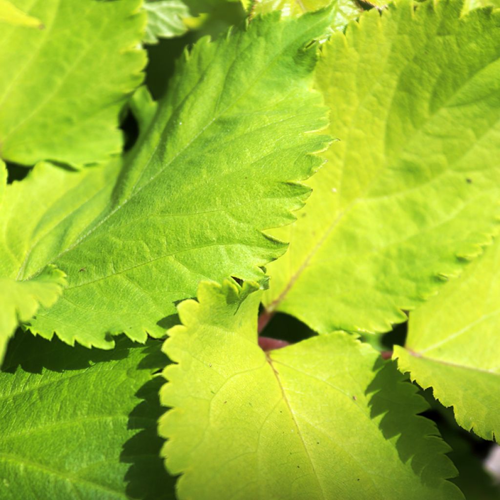 Aralia cordata Sun King - Udo