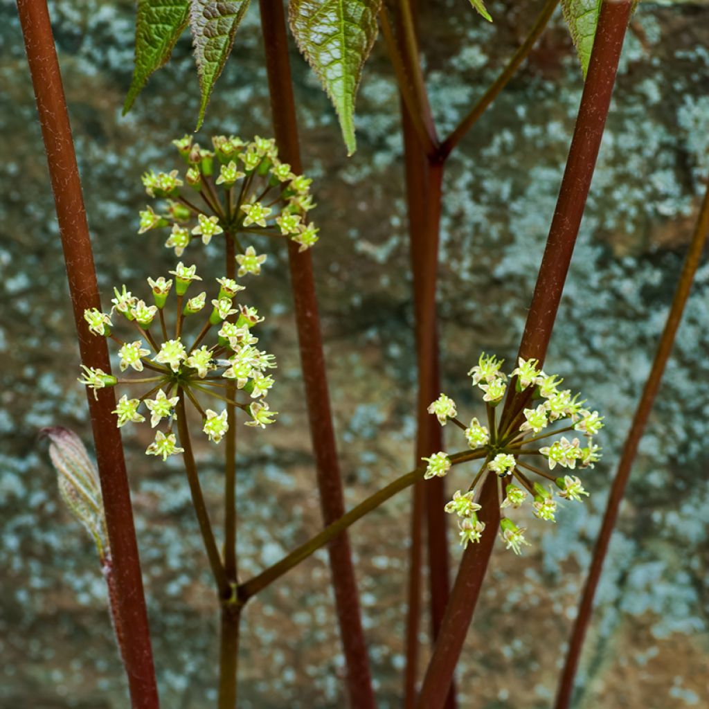 Aralia nudicaulis