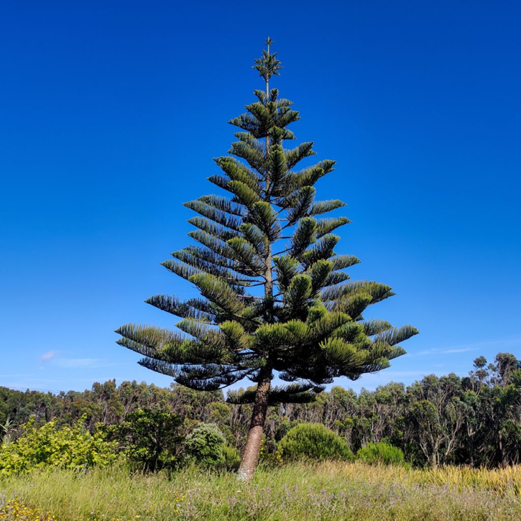 Araucaria heterophylla - Pino di Norfolk