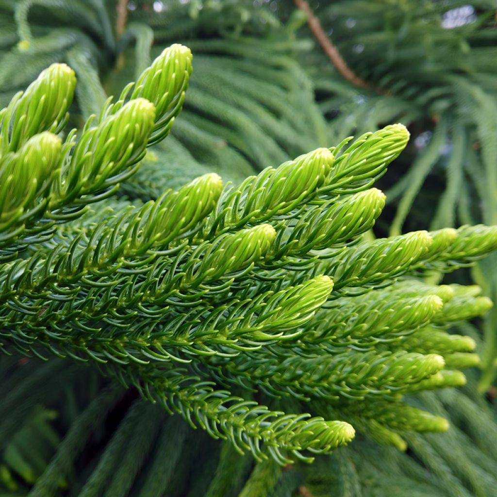Araucaria heterophylla - Pino di Norfolk