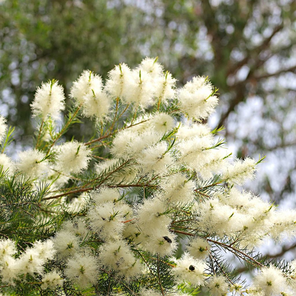 Melaleuca alternifolia - Albero del tè