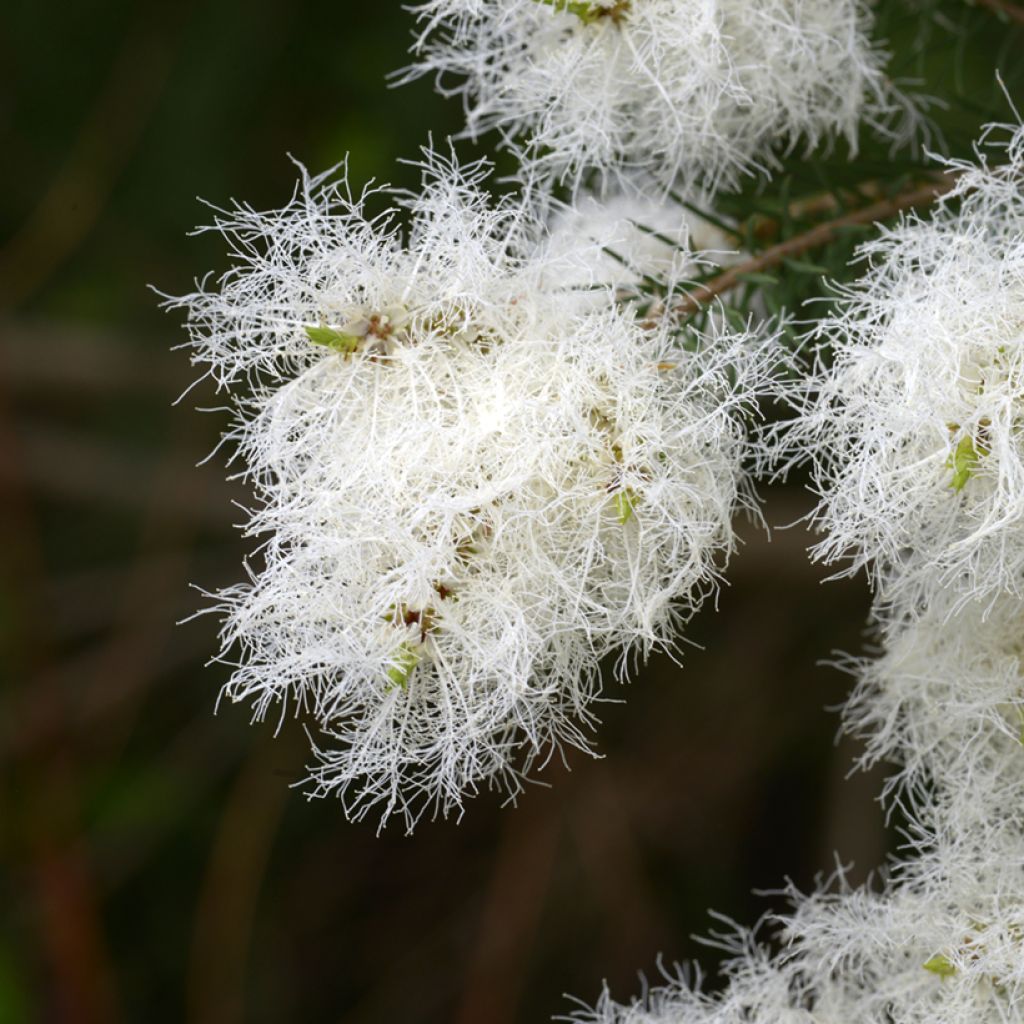 Melaleuca alternifolia - Albero del tè