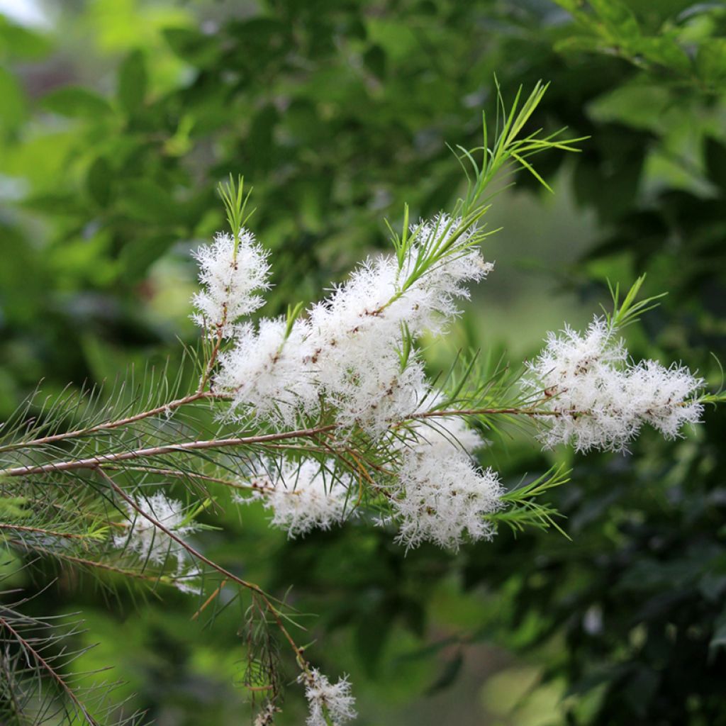 Melaleuca alternifolia - Albero del tè