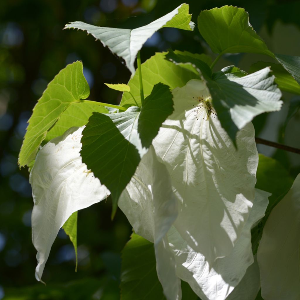Davidia involucrata - Albero dei fazzoletti