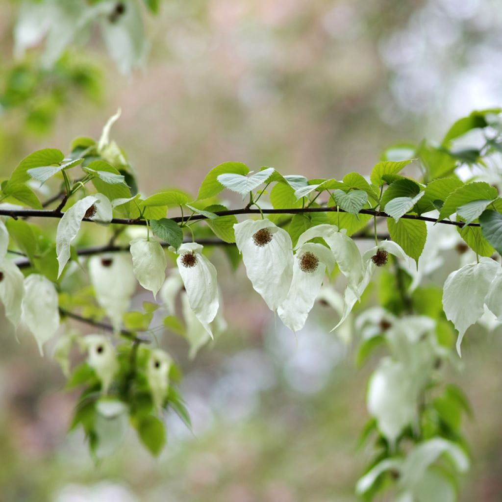 Davidia involucrata - Albero dei fazzoletti