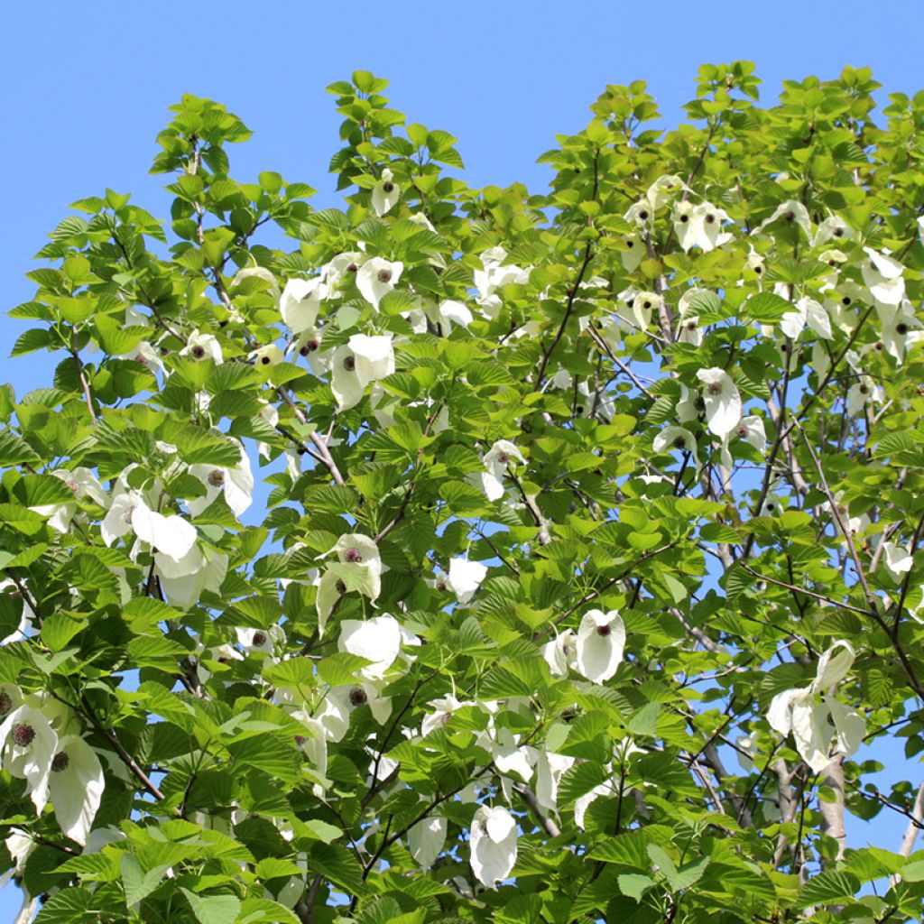 Davidia involucrata - Albero dei fazzoletti
