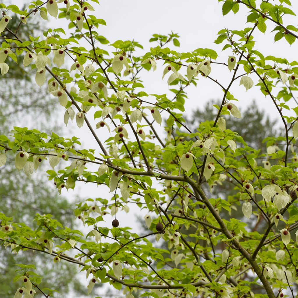 Davidia involucrata var. vilmoriniana - Albero dei fazzoletti