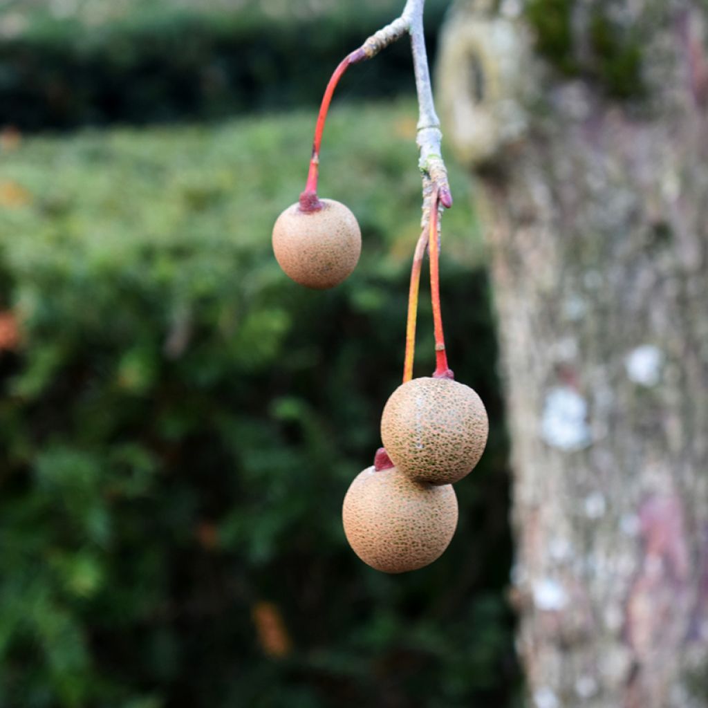 Davidia involucrata var. vilmoriniana - Albero dei fazzoletti